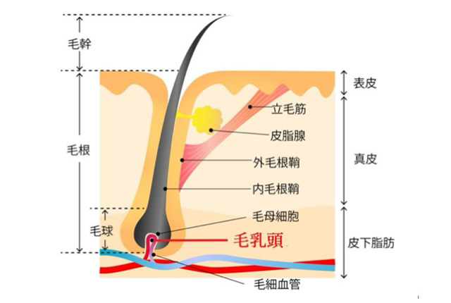 光脱毛のしくみ